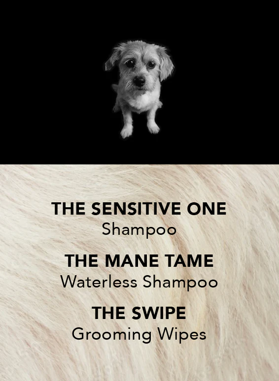 THE PUPPY ROUTINE